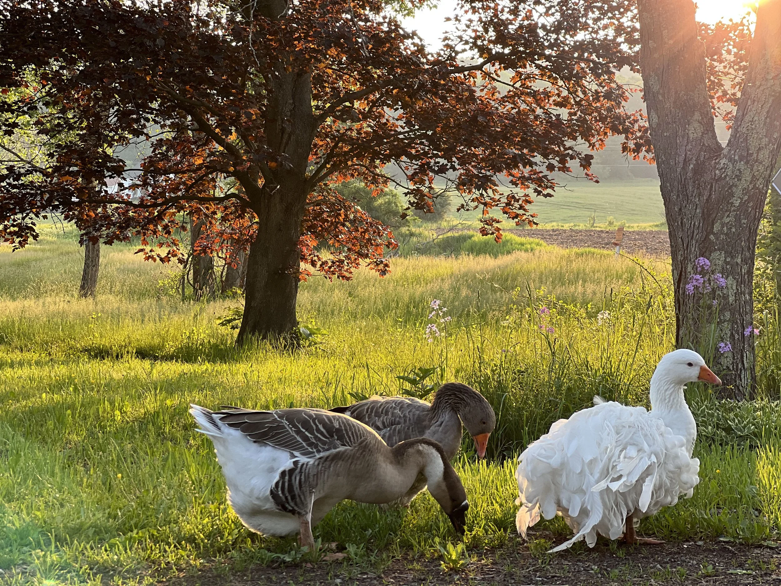 Listings geese in late afternoon glowing light.jpg