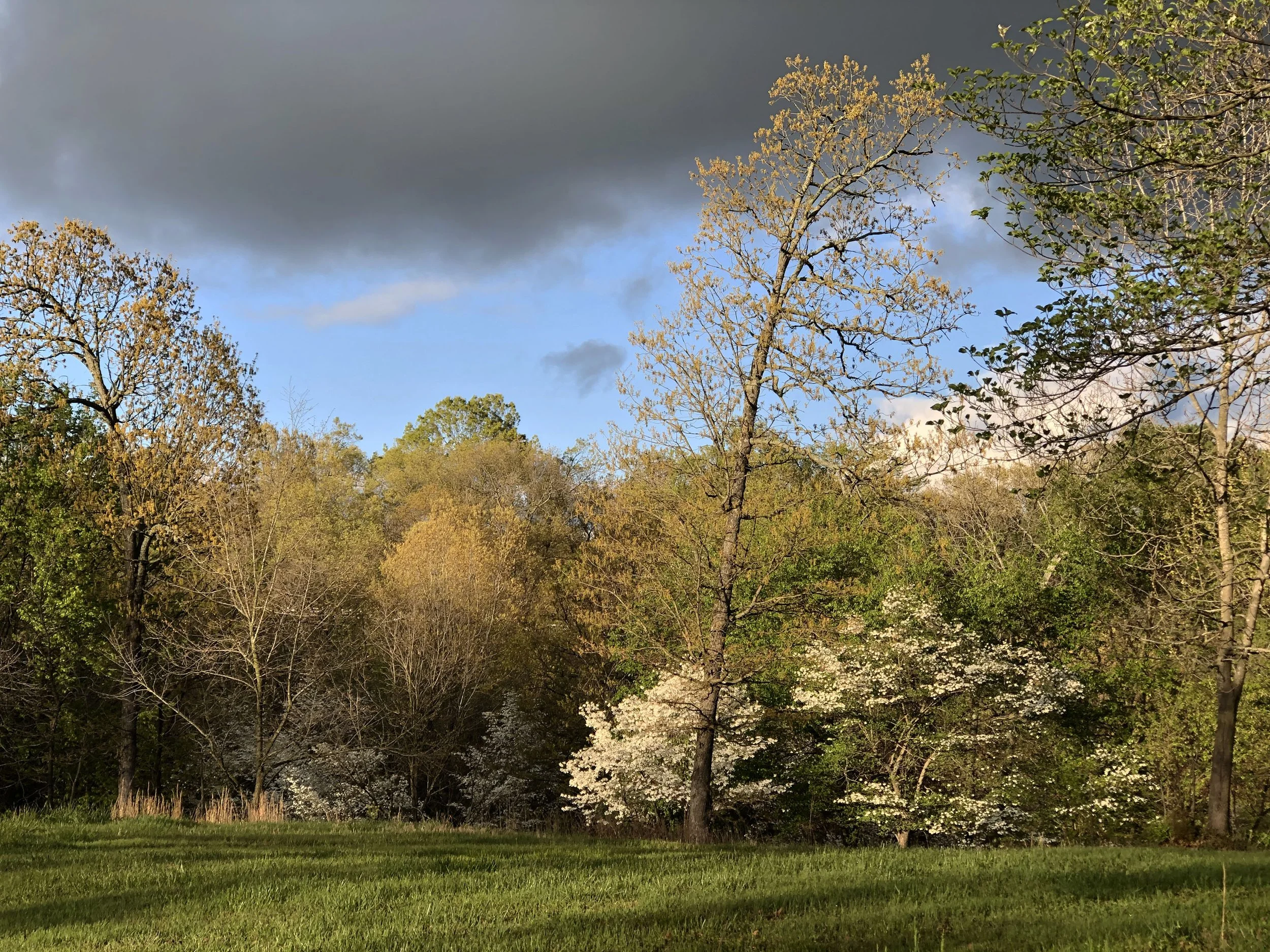 Listings fayetteville spring view pear trees.jpg