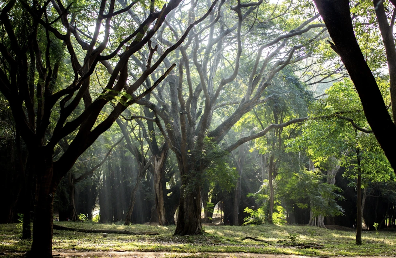 Cubbon Park