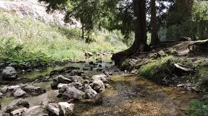 Petite rivière bordée d'arbres et de rochers, en pleine nature.