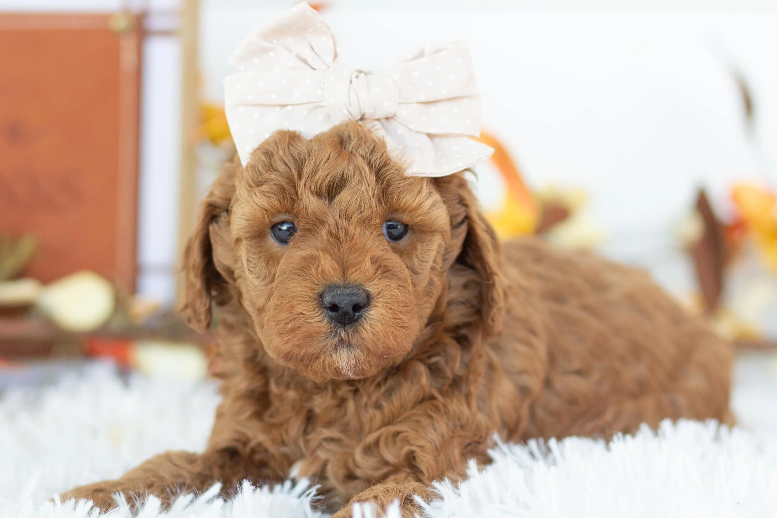 bell goldendoodle for sale(1).jpg