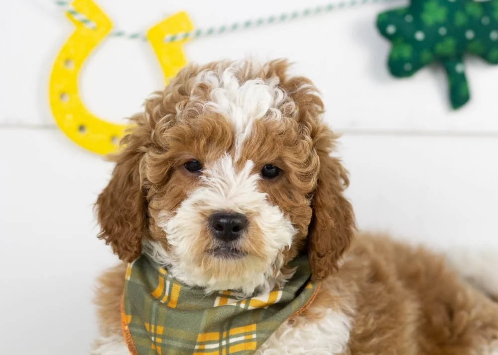 Buzz goldendoodle for sale(1).jpg
