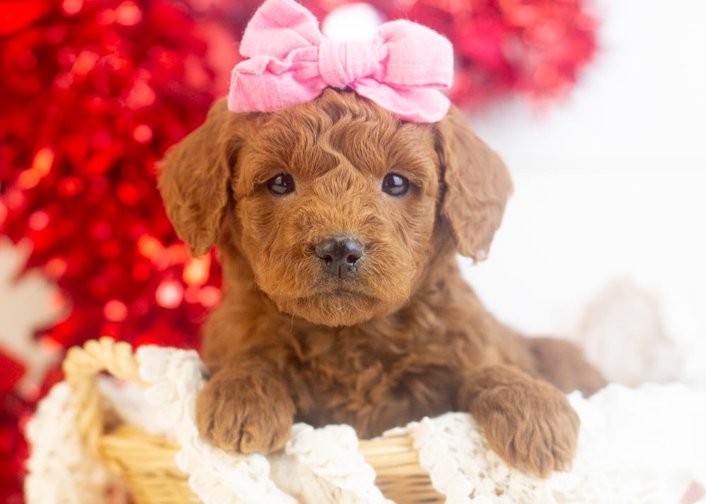 goldendoodle for sale