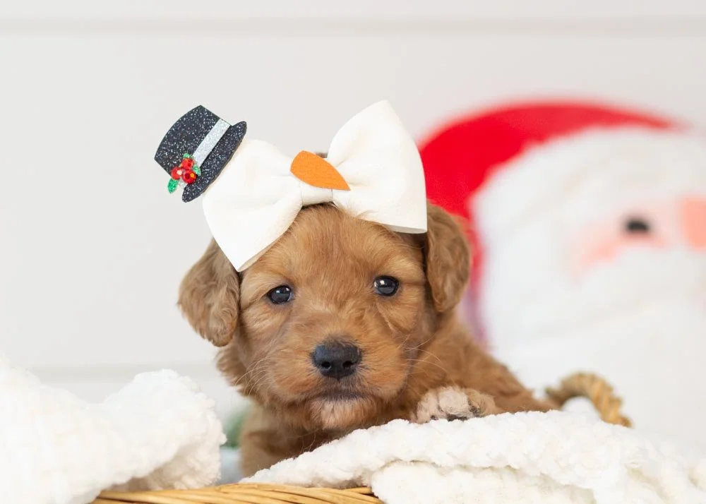 Pistachio goldendoodle for sale.jpg