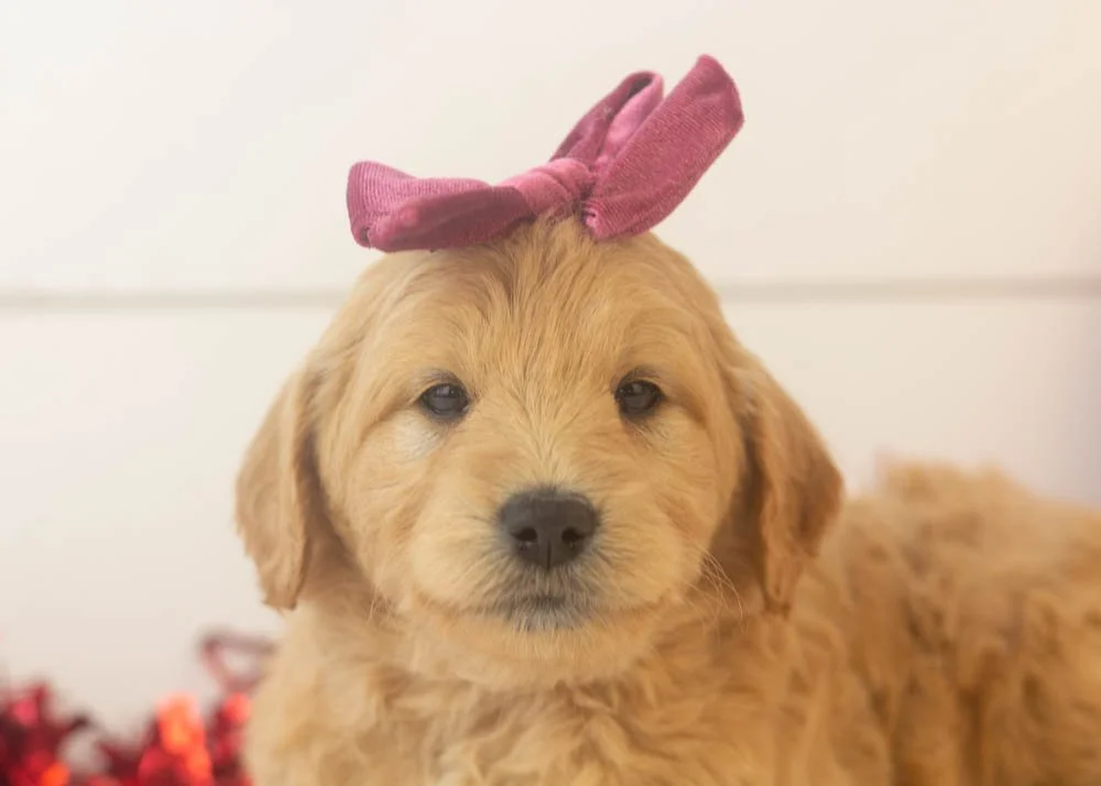 Taffy goldendoodle for sale(3).jpg