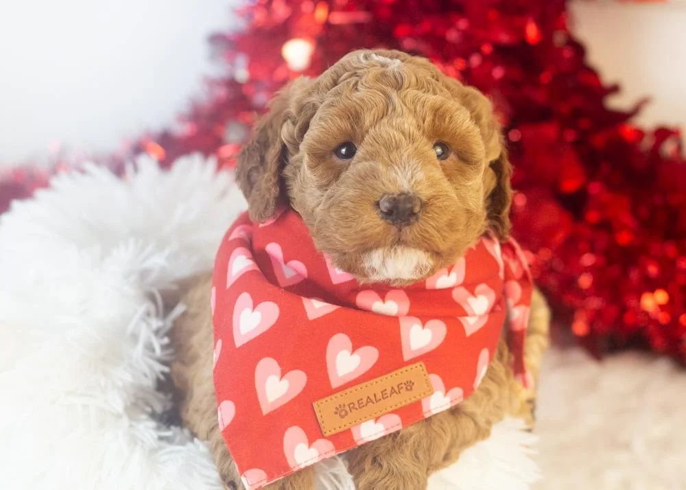 Blake goldendoodle for sale(1).jpg