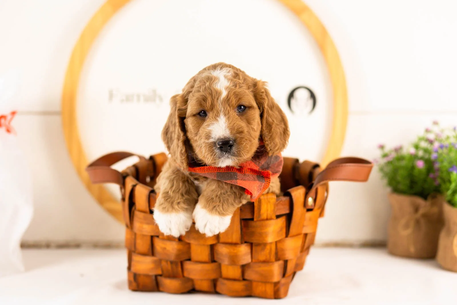 colby goldendoodle for sale(4).jpg