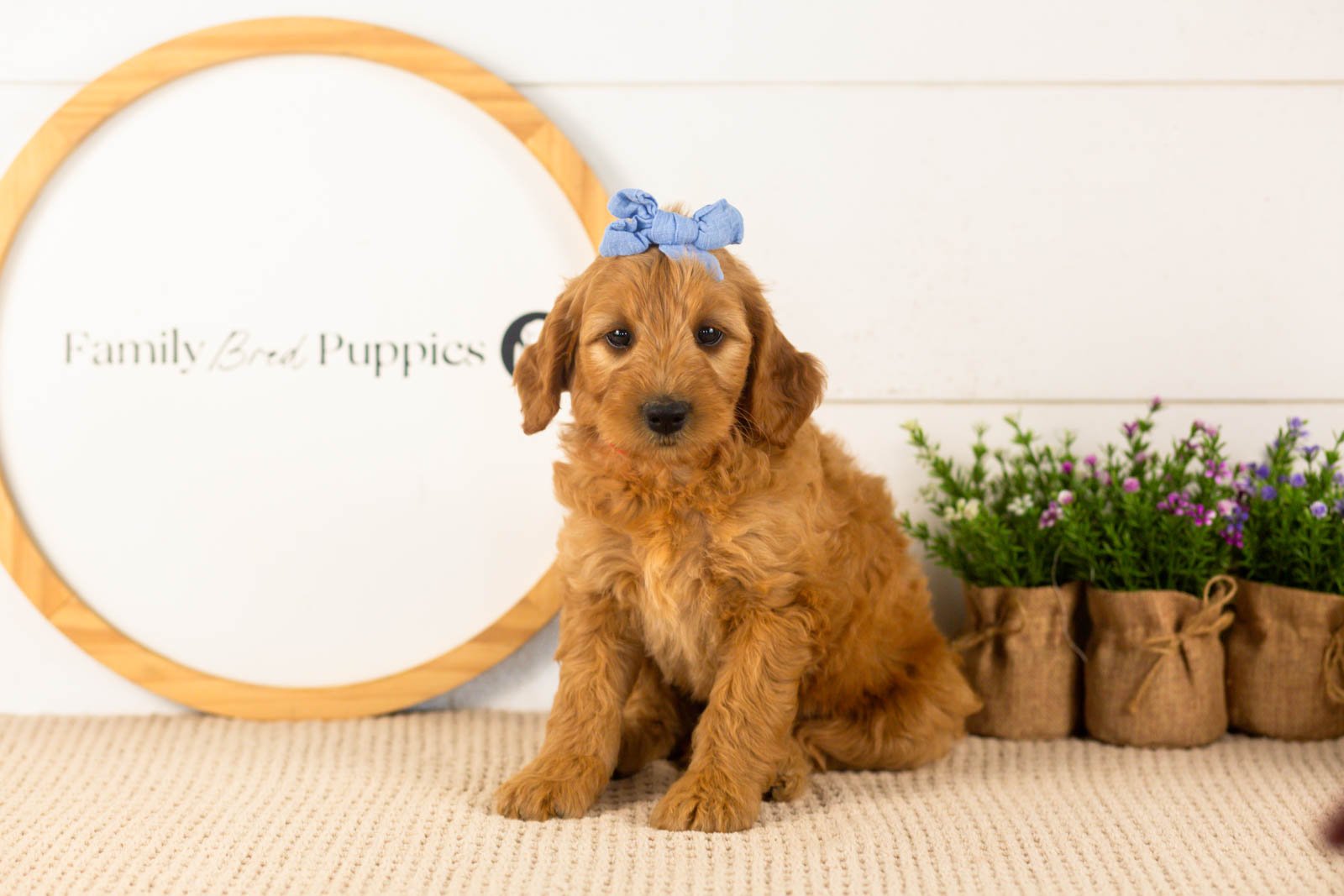 Sequoia goldendoodle for sale.jpg