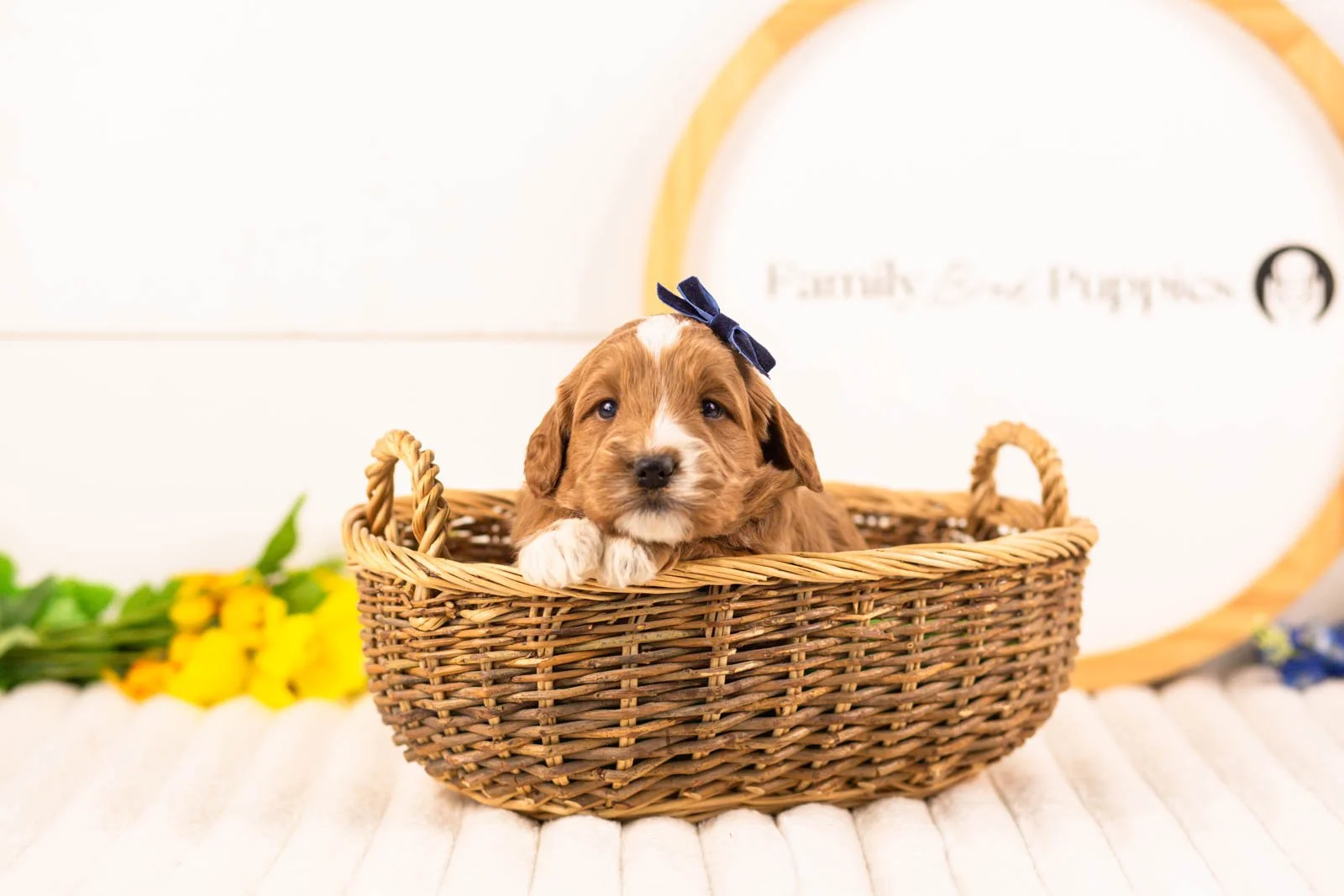 goldendoodle for sale