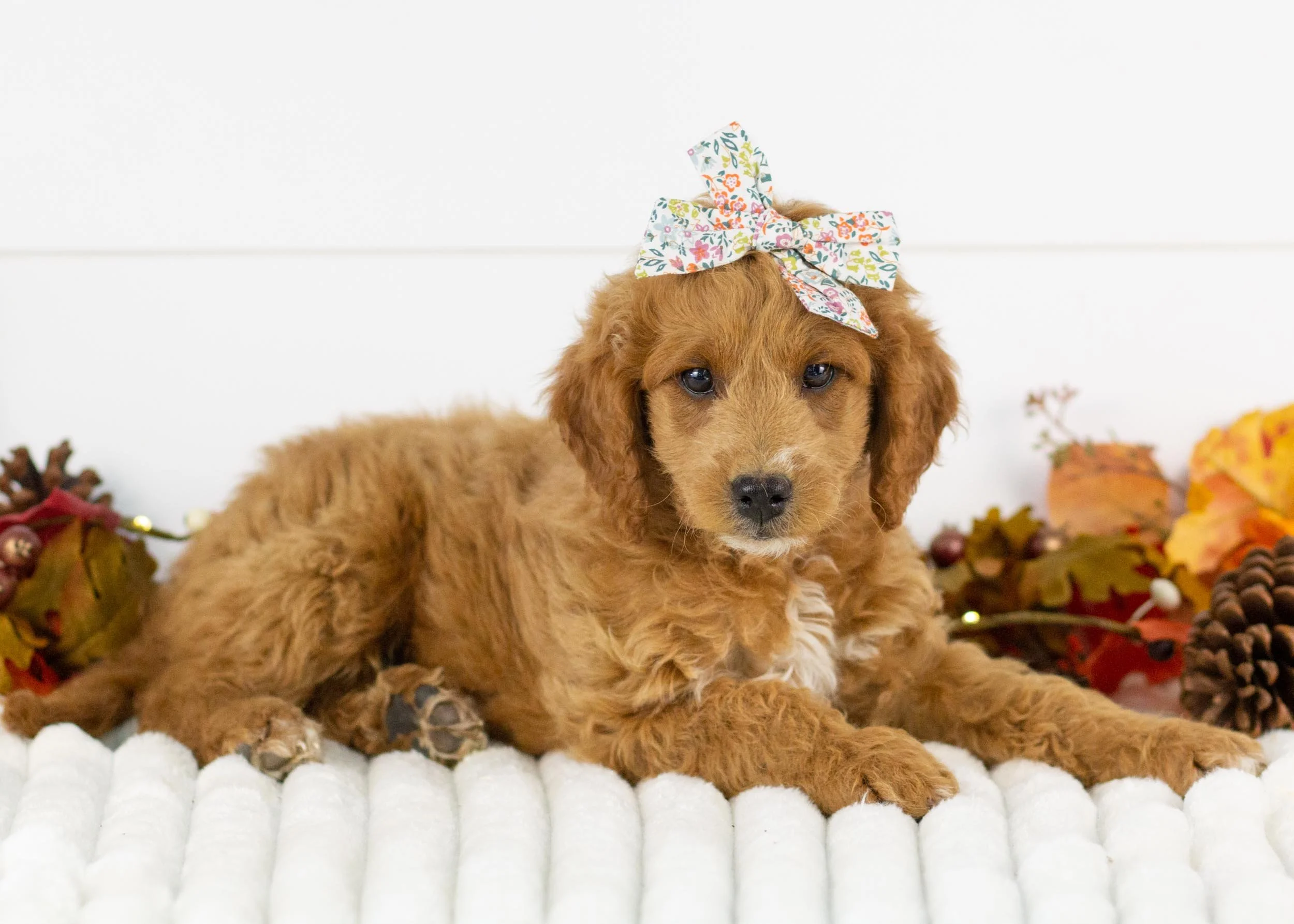 Lola goldendoodle for sale(1).jpg