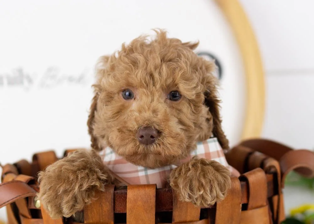 Texas goldendoodle for sale(1).jpg