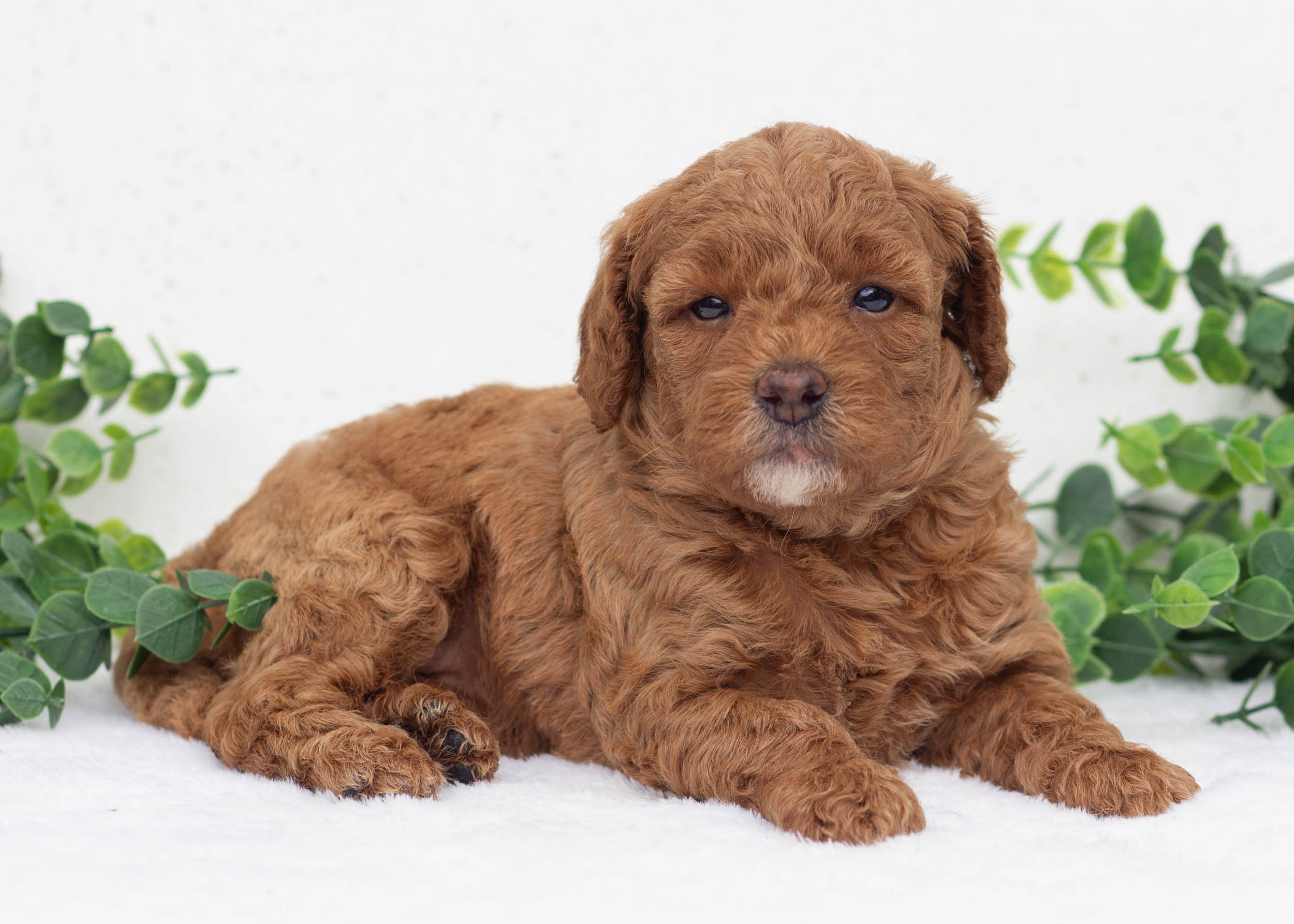 Lola Goldendoodle For Sale(3).jpg
