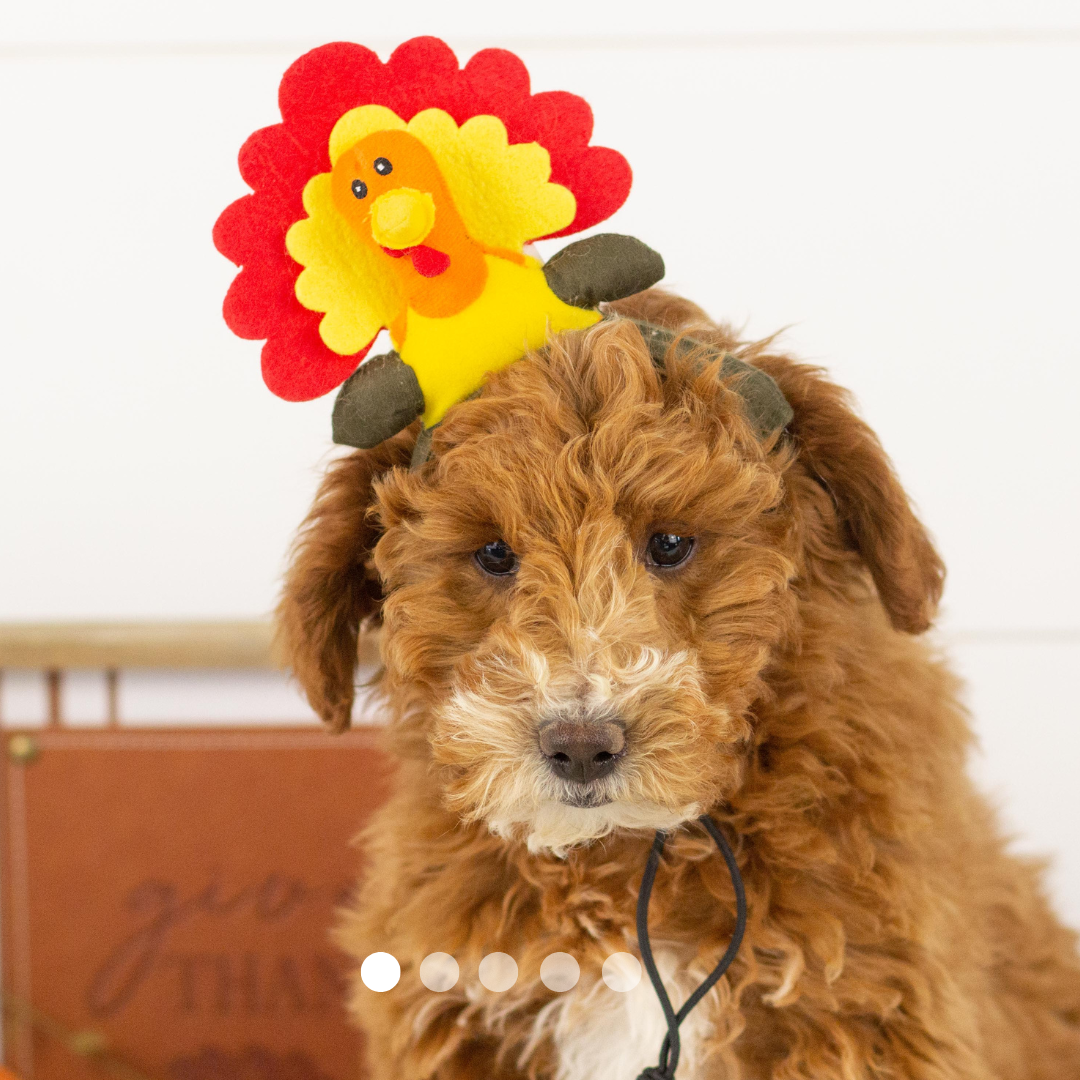 Copy of FBP Design.png