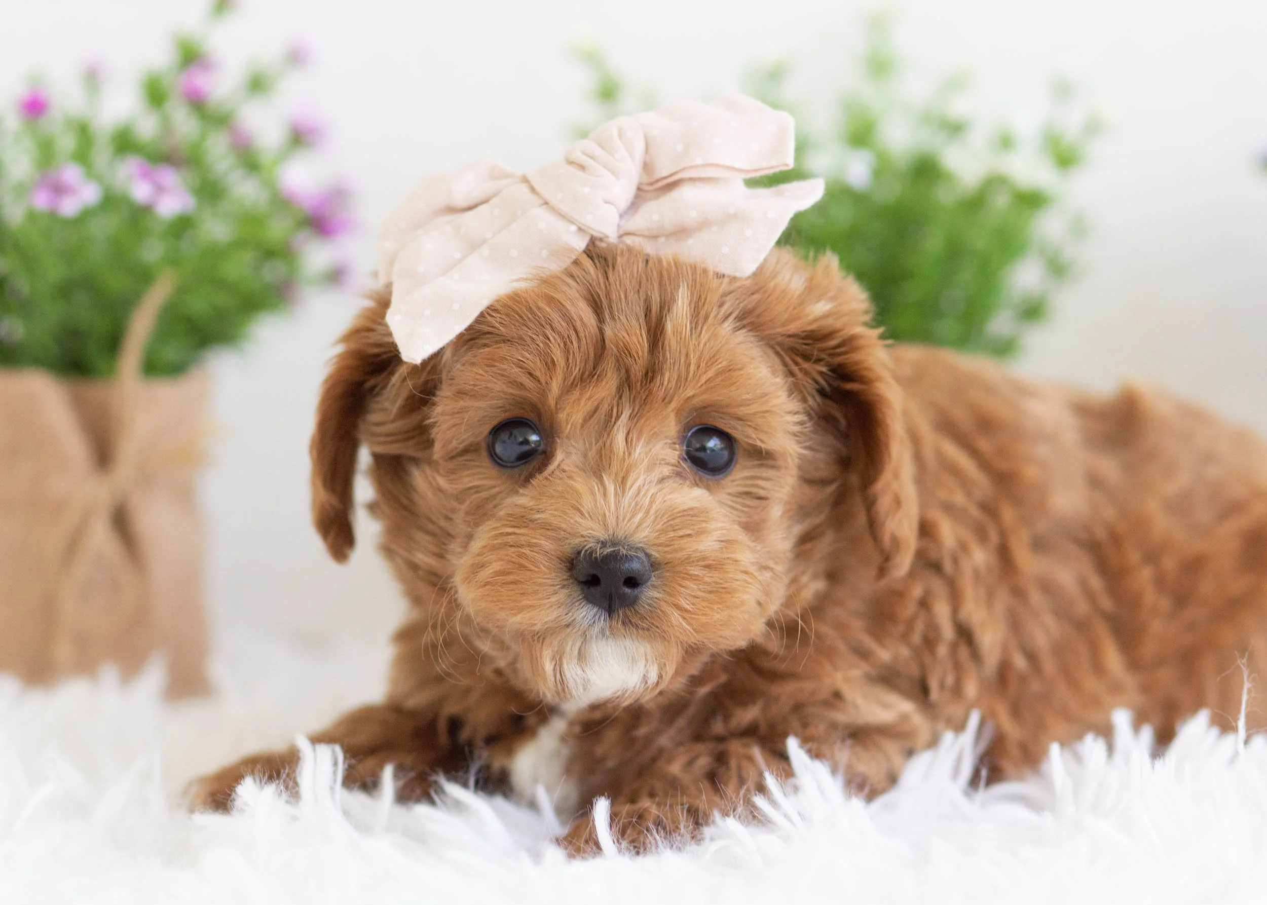 Checkers Goldendoodle For Sale.jpg