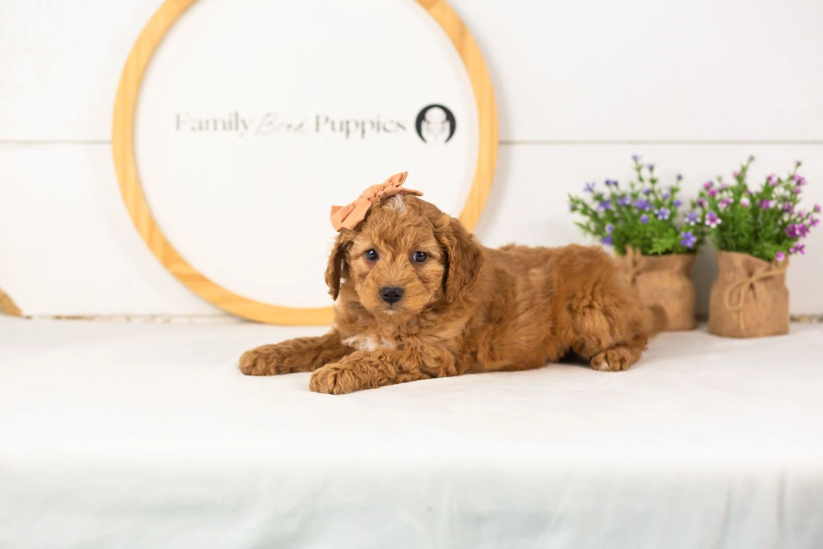 Lisa goldendoodle for sale.jpg