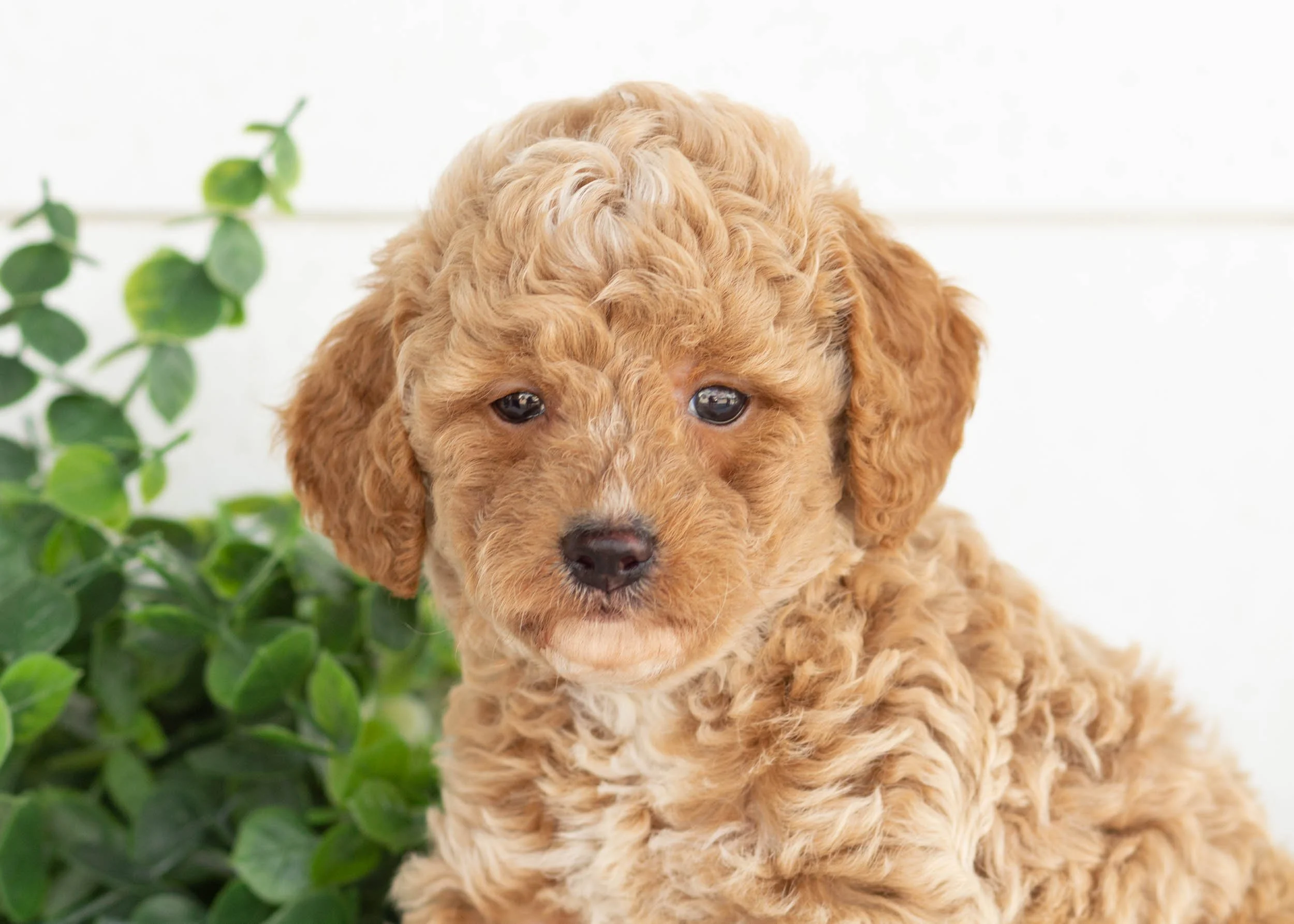 Miles Goldendoodle For Sa(1).jpg