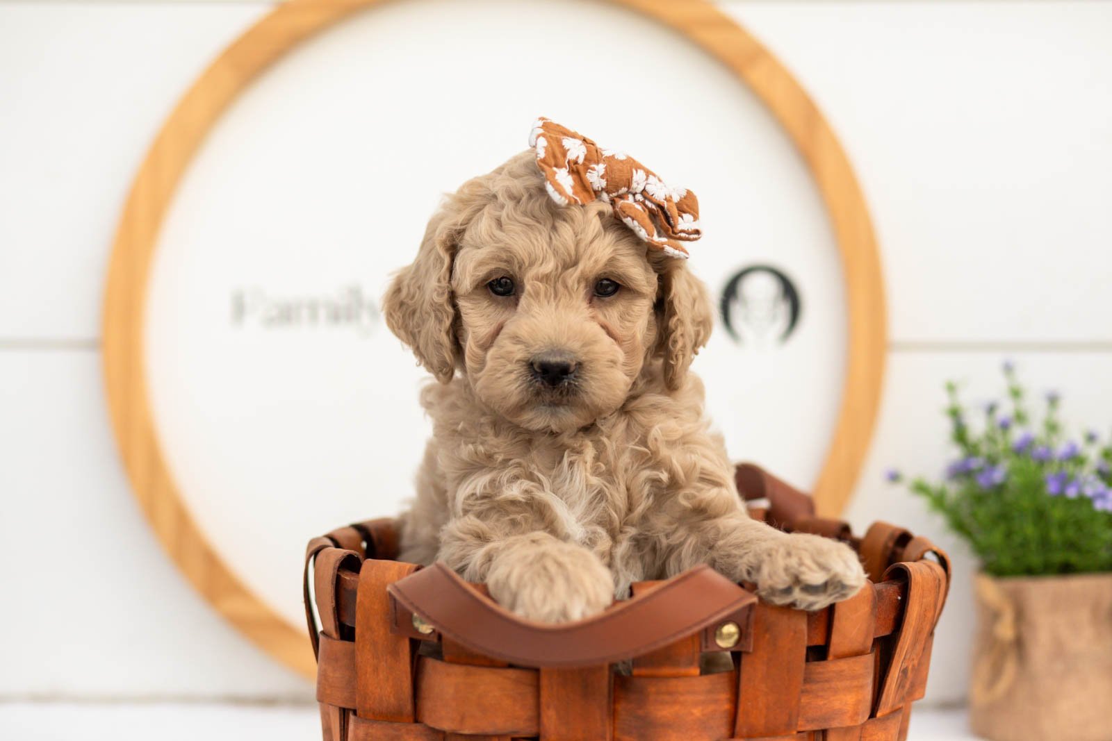 Cindy goldendoodle for sale(2).jpg