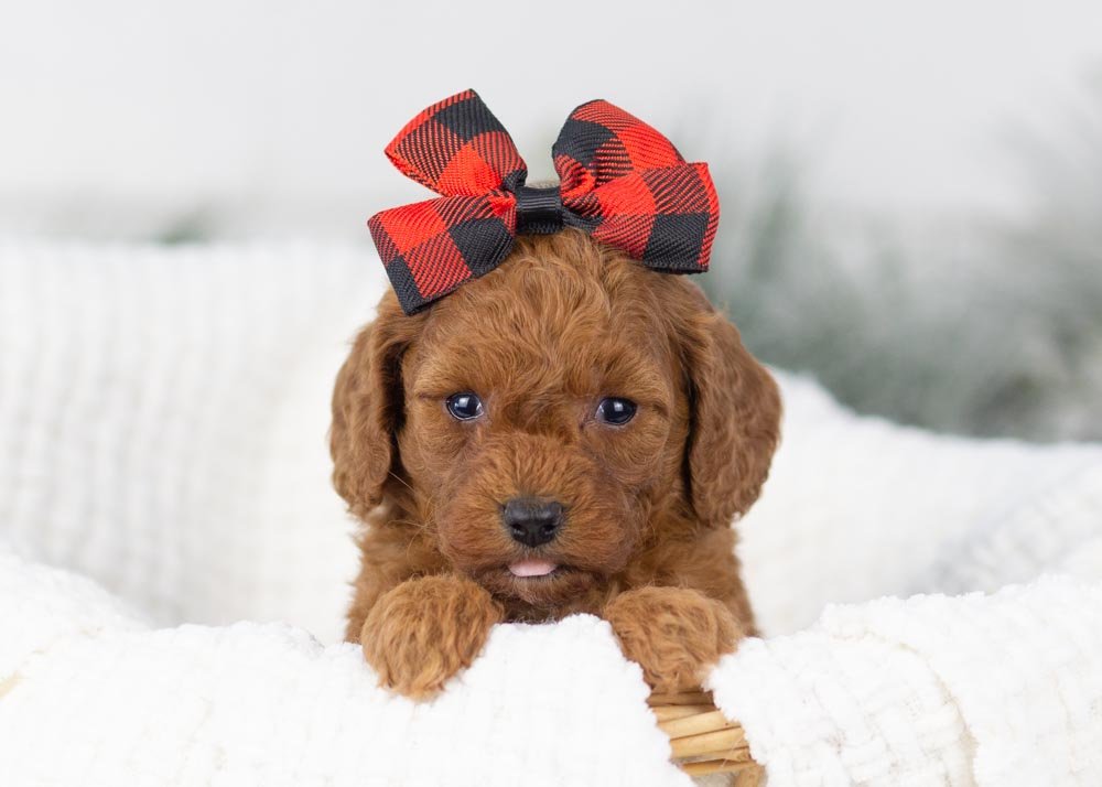 Raven goldendoodle for sale.jpg