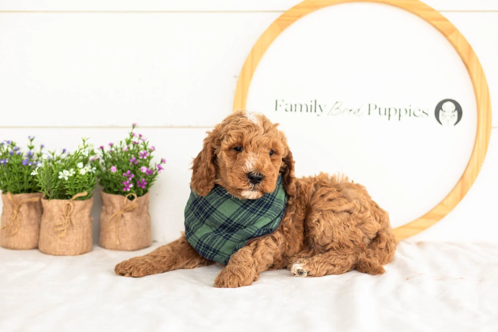 Ham goldendoodle for sale(1).jpg