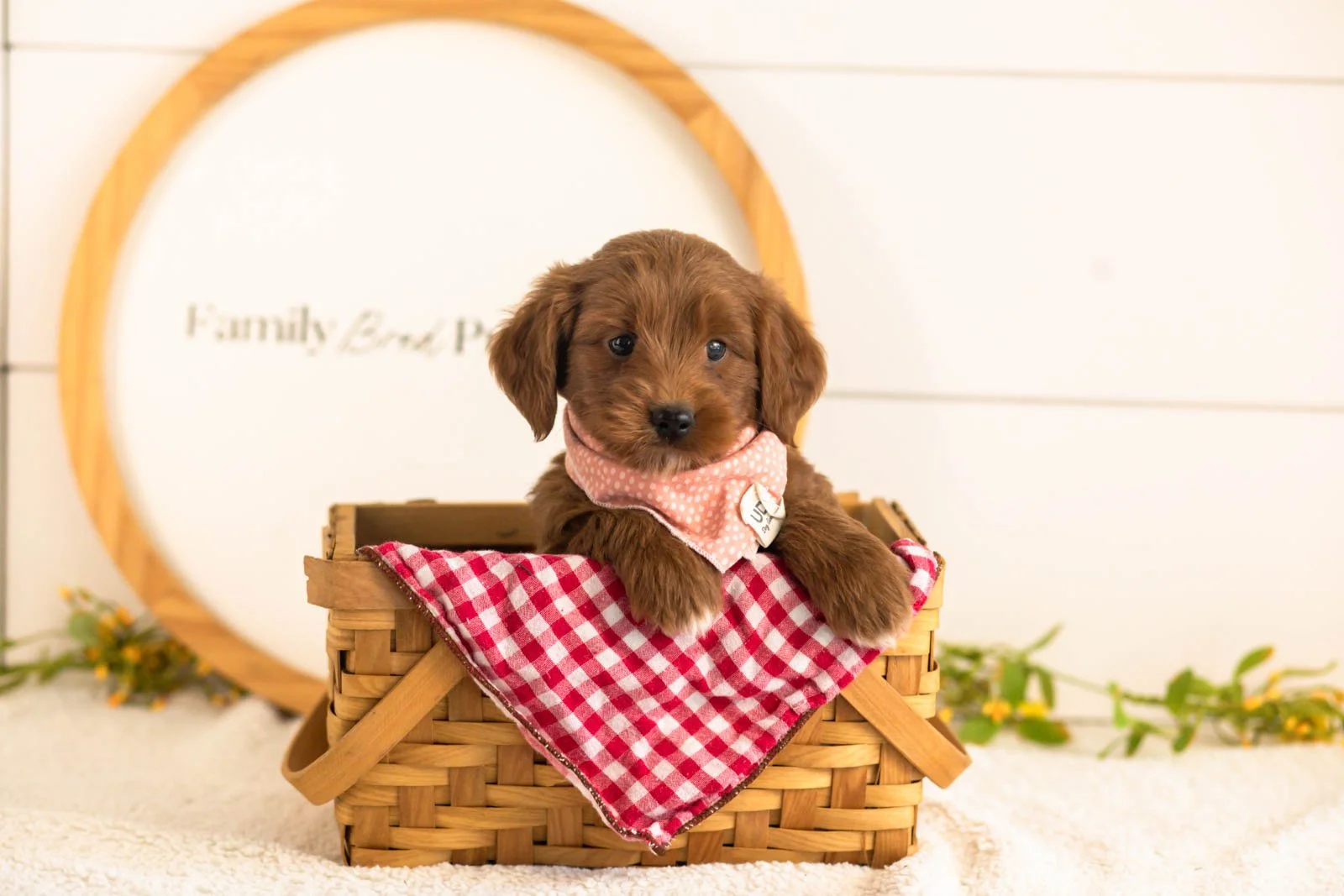 Nalu goldendoodle for sale(4).jpg
