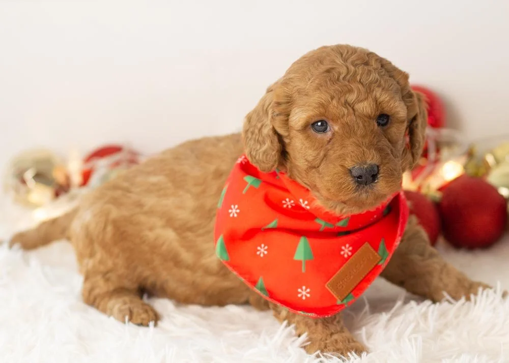 Andy goldendoodle for sale(3).jpg