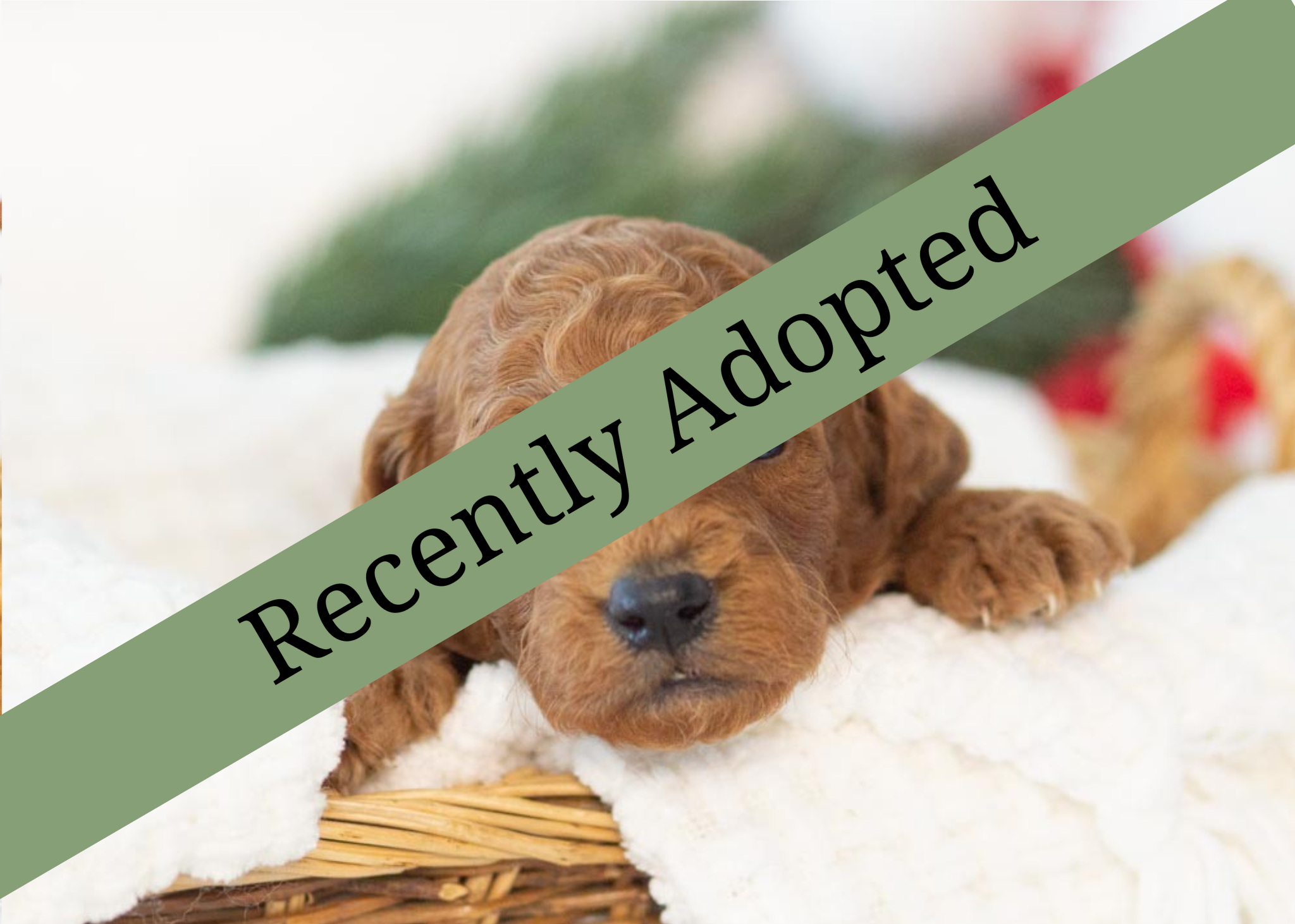 goldendoodle for sale