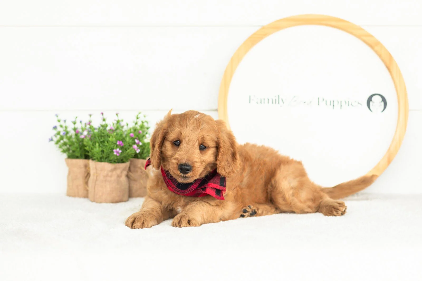 Phil goldendoodle for sale.jpg
