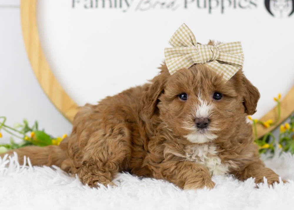 Princess goldendoodle for sale.jpg