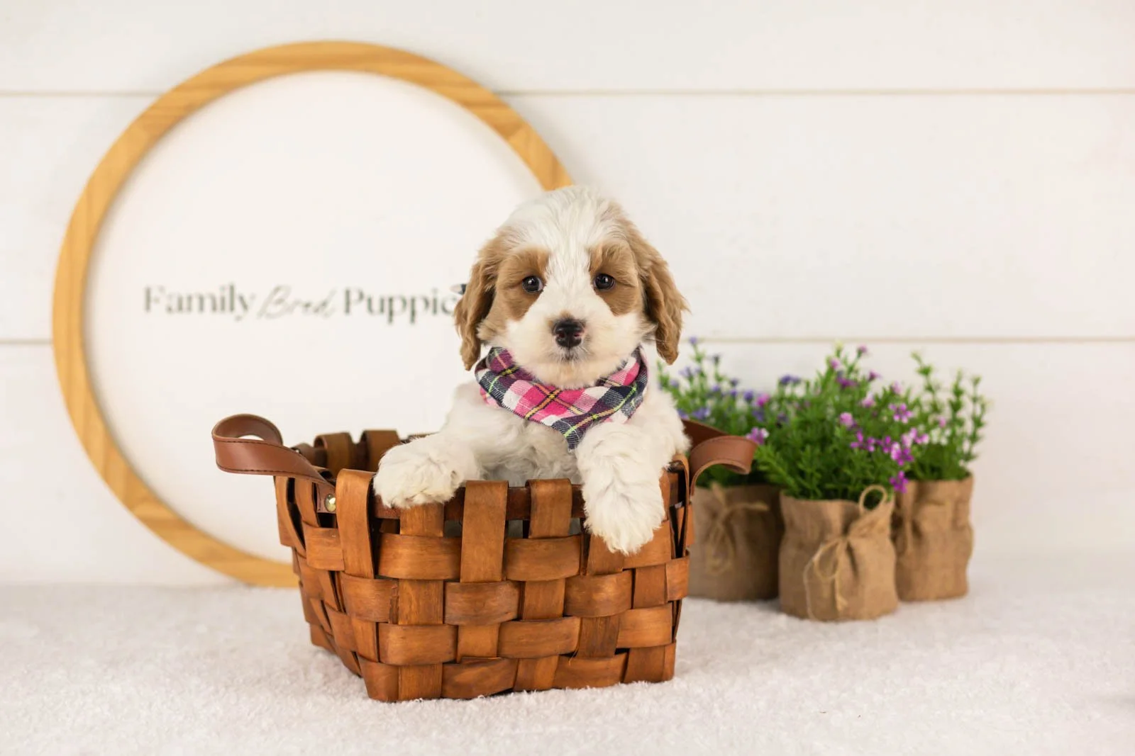 Dominic goldendoodle for sale(4).jpg