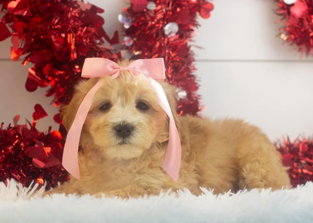 Magnolia goldendoodle for sale(3).jpg