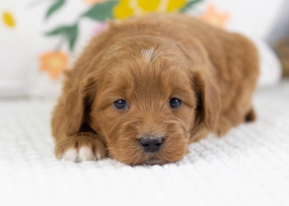 chanel goldendoodle for sale(2).jpg