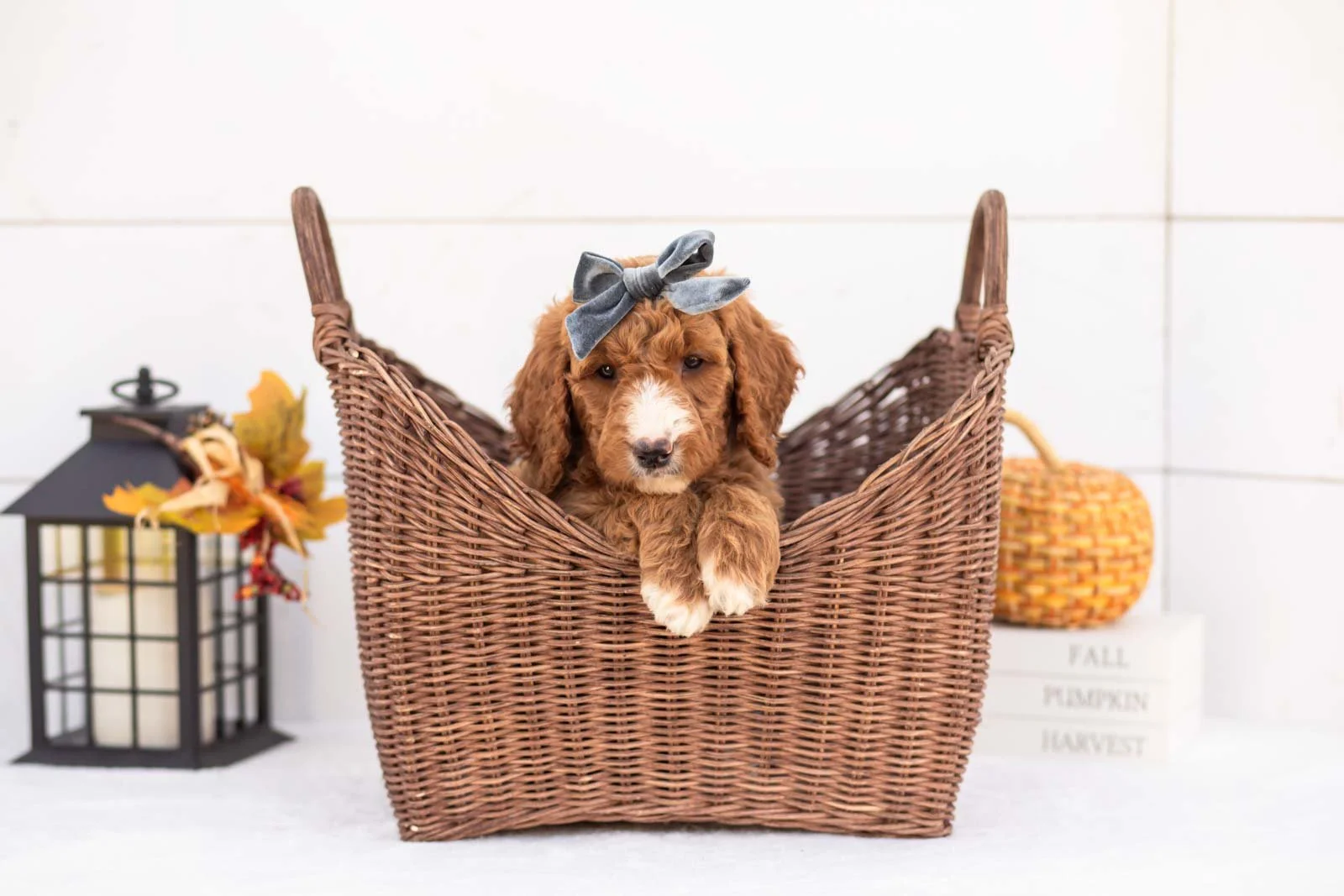 Evelyn goldendoodle for sale 1.jpg
