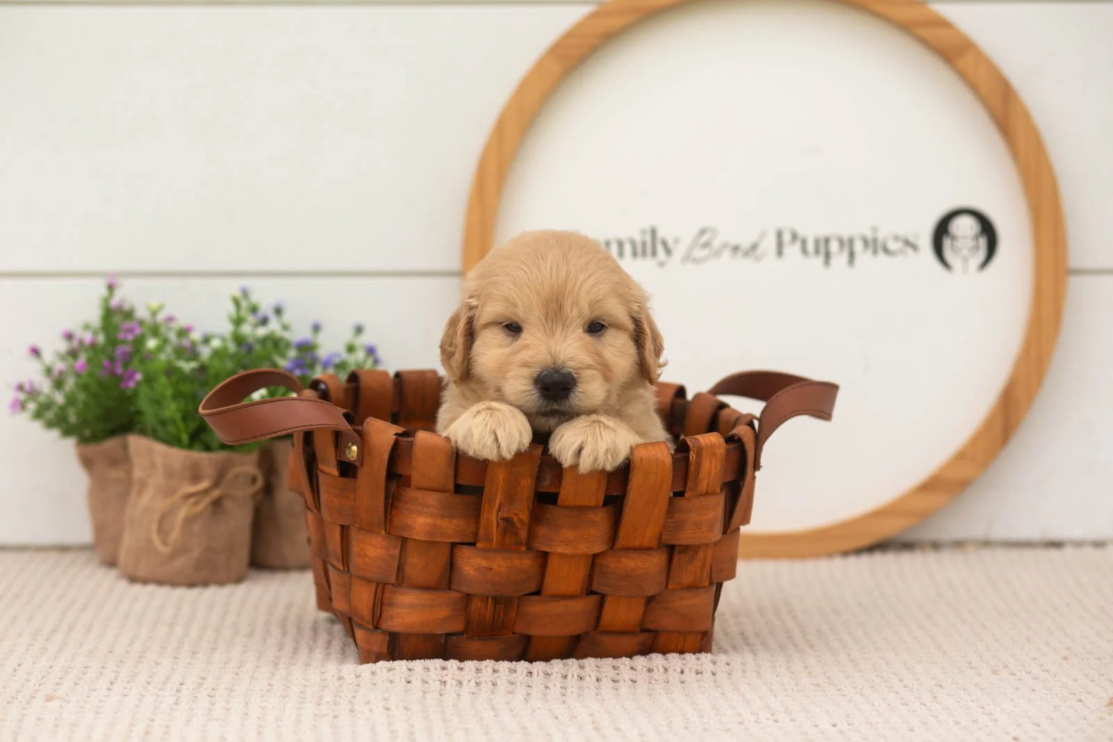 emry goldendoodle for sale(4).jpg