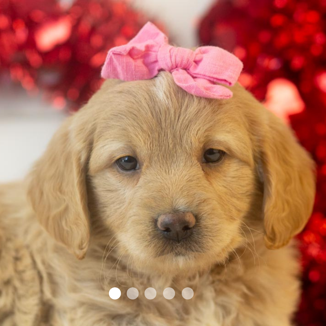 Copy of FBP Design.png