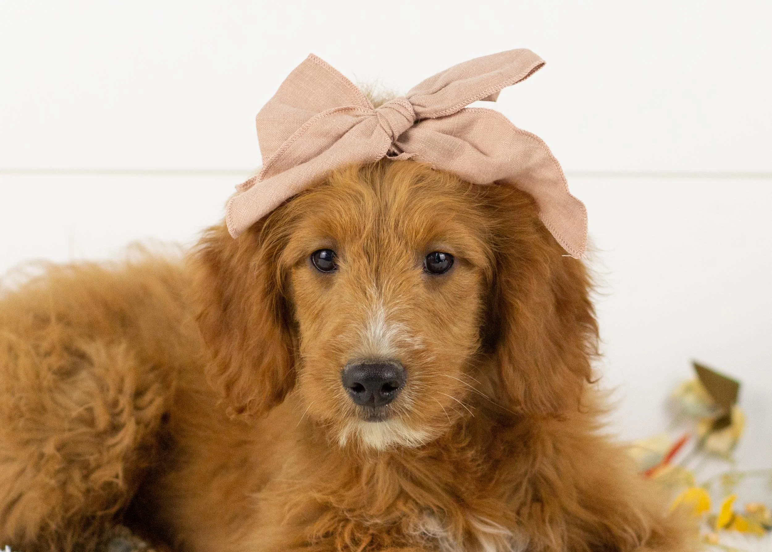 Faith goldendoodle for sale.jpg