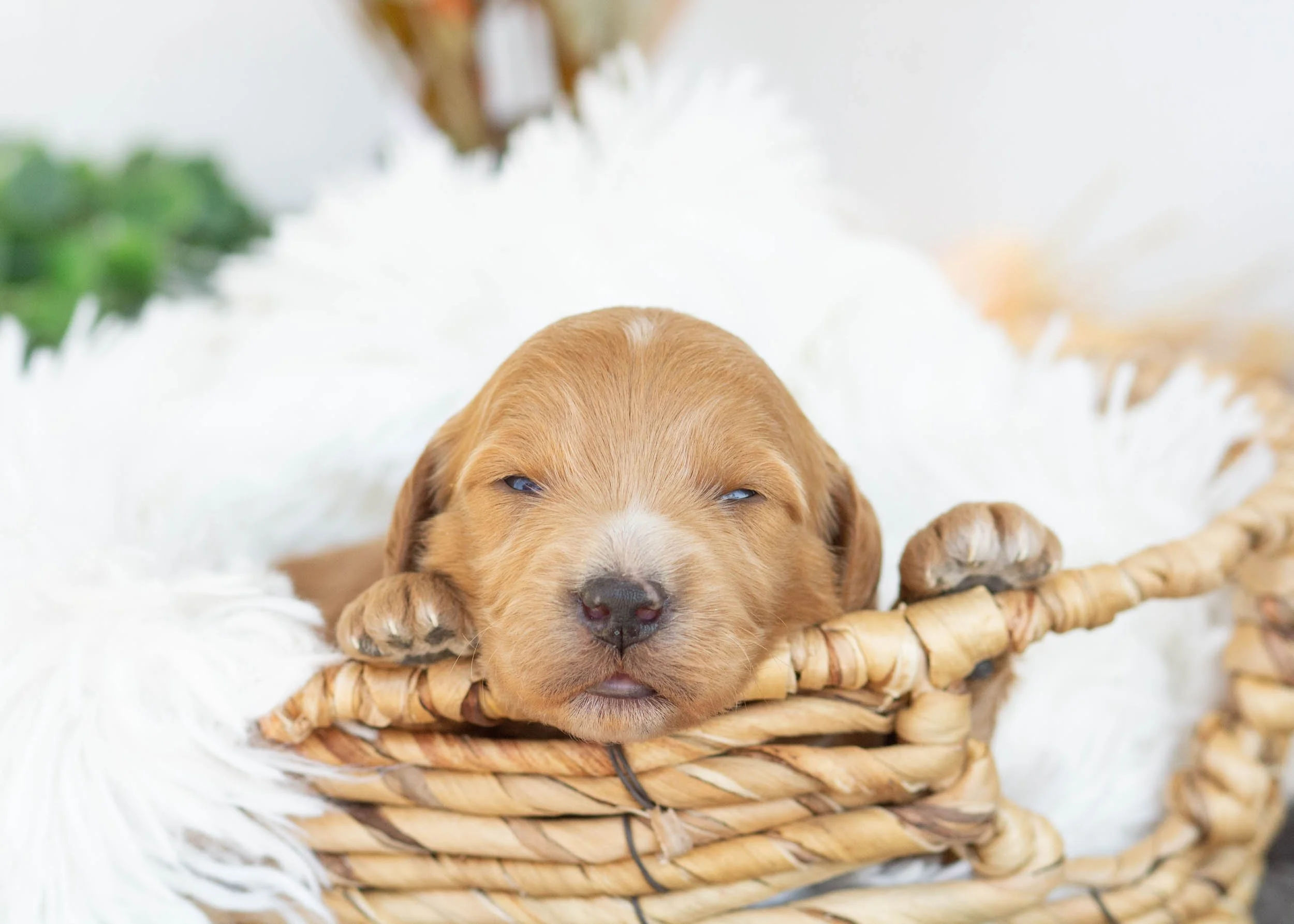 Lucas goldendoodle for sale(3).jpg