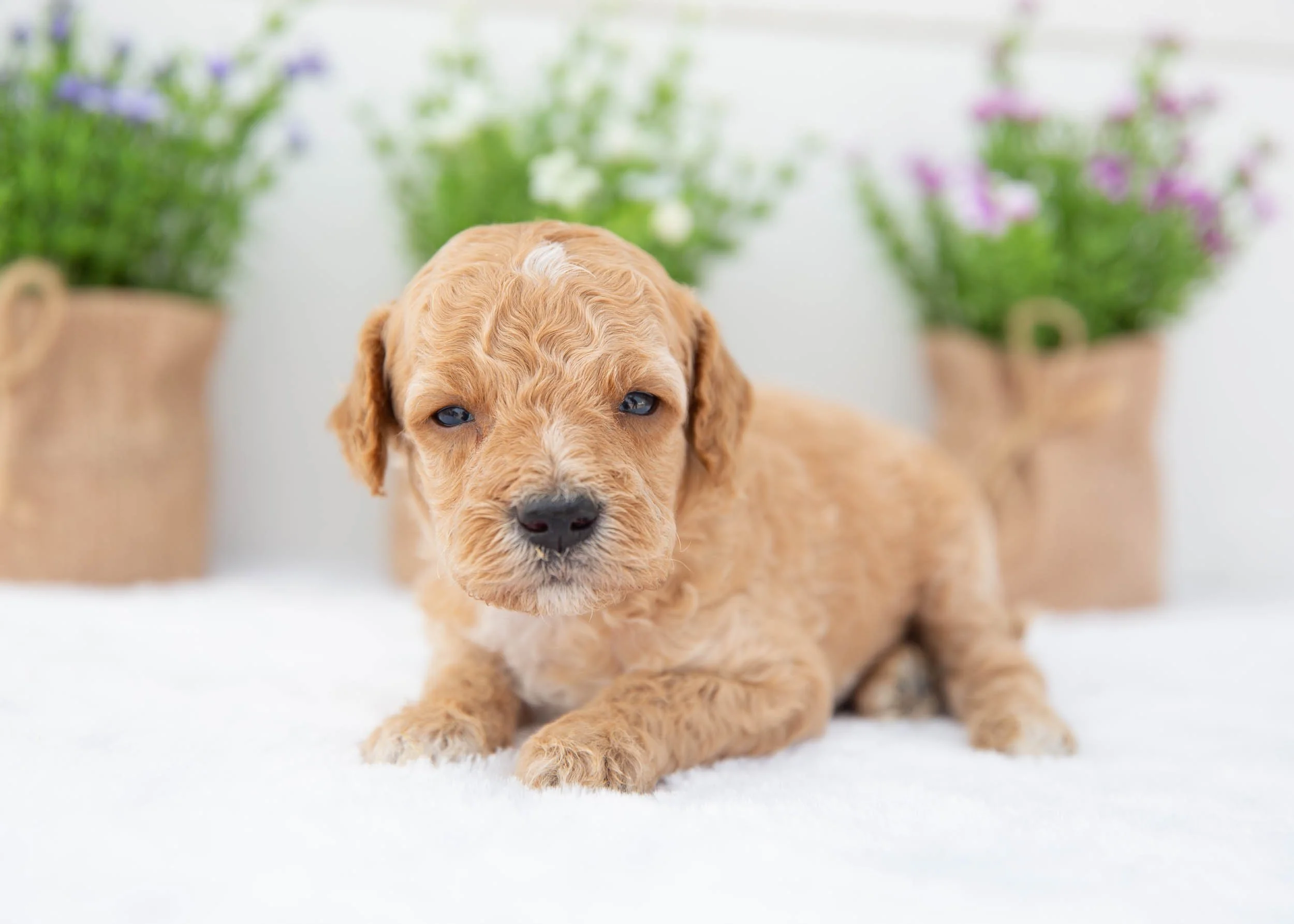 Boone goldendoodle for sale(1).jpg