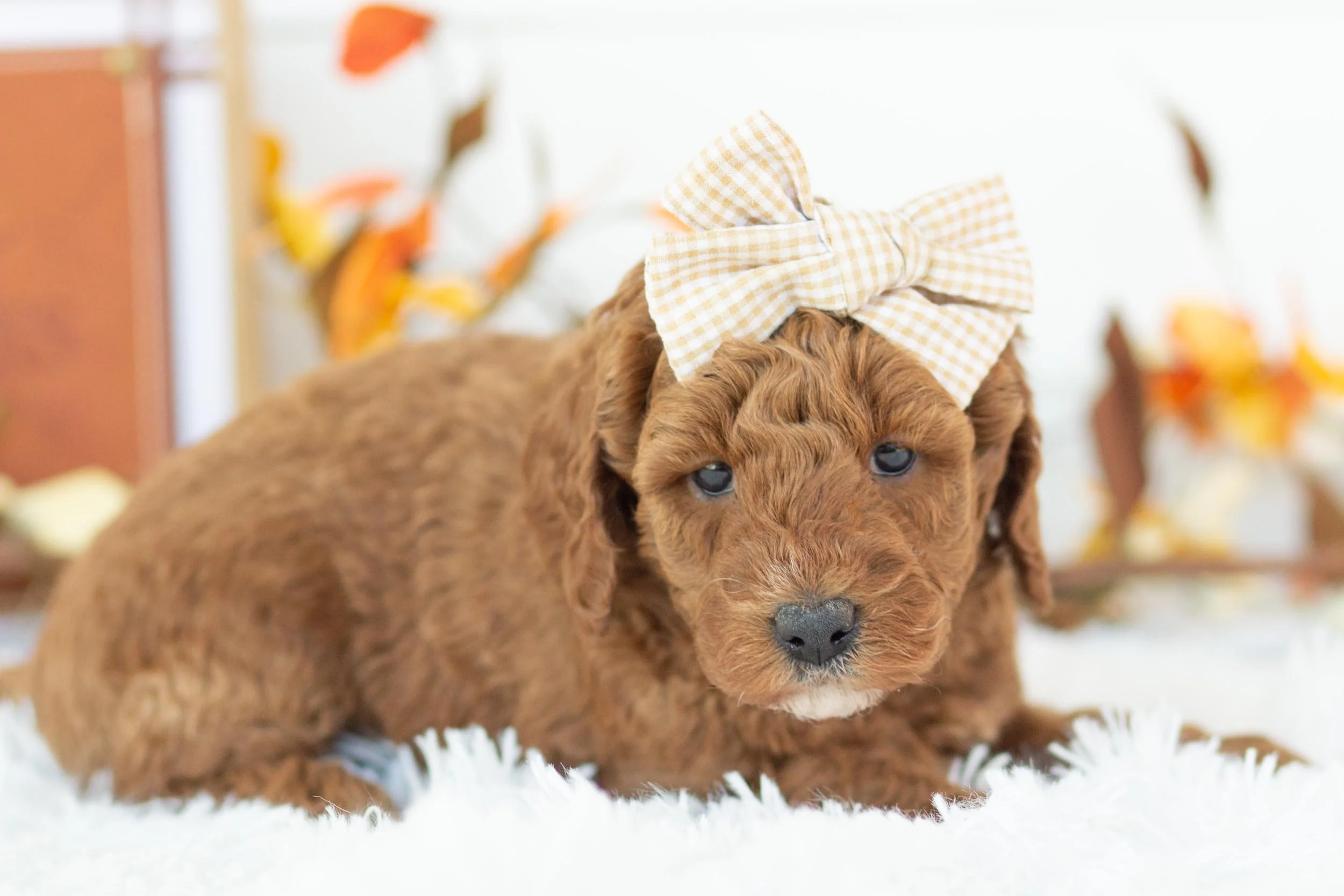 capri goldendoodle for sale(2).jpg