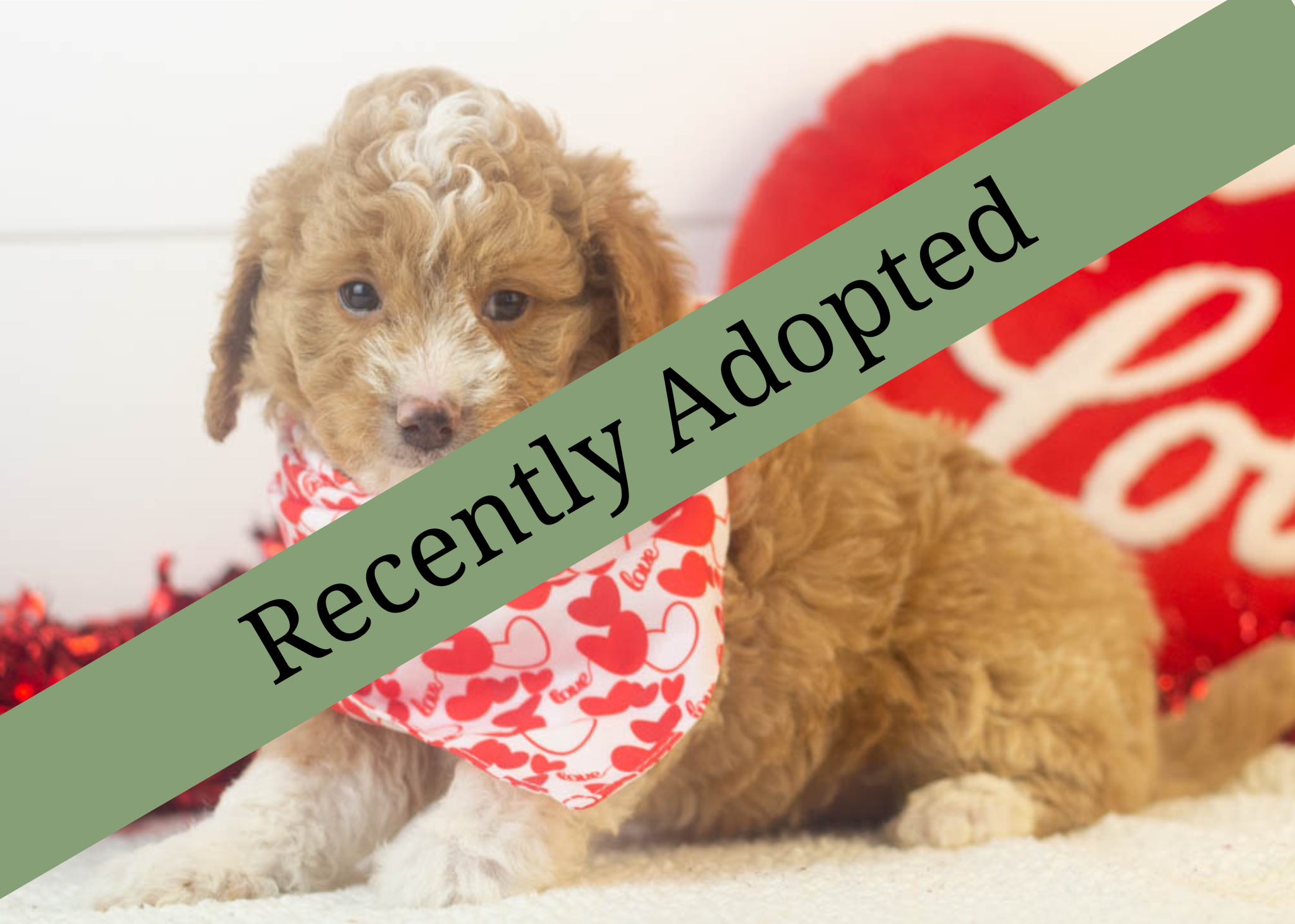 goldendoodle for sale