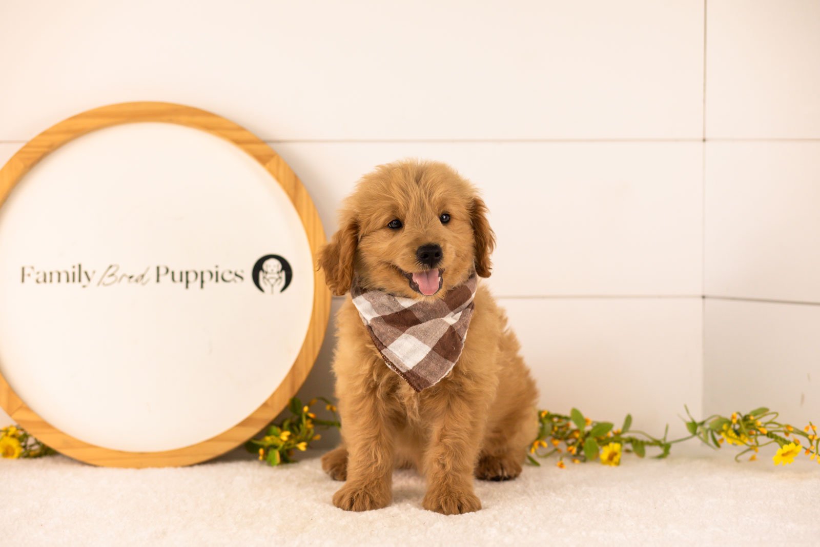 Easton goldendoodle for sale.jpg