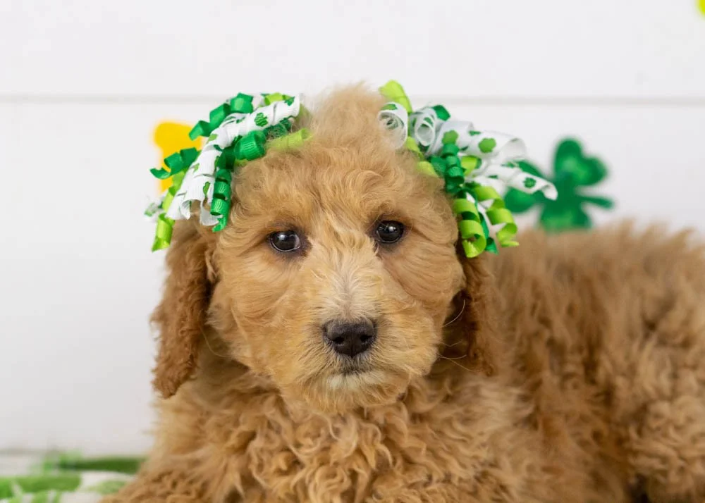 Lindsey goldendoodle for sale(2).jpg