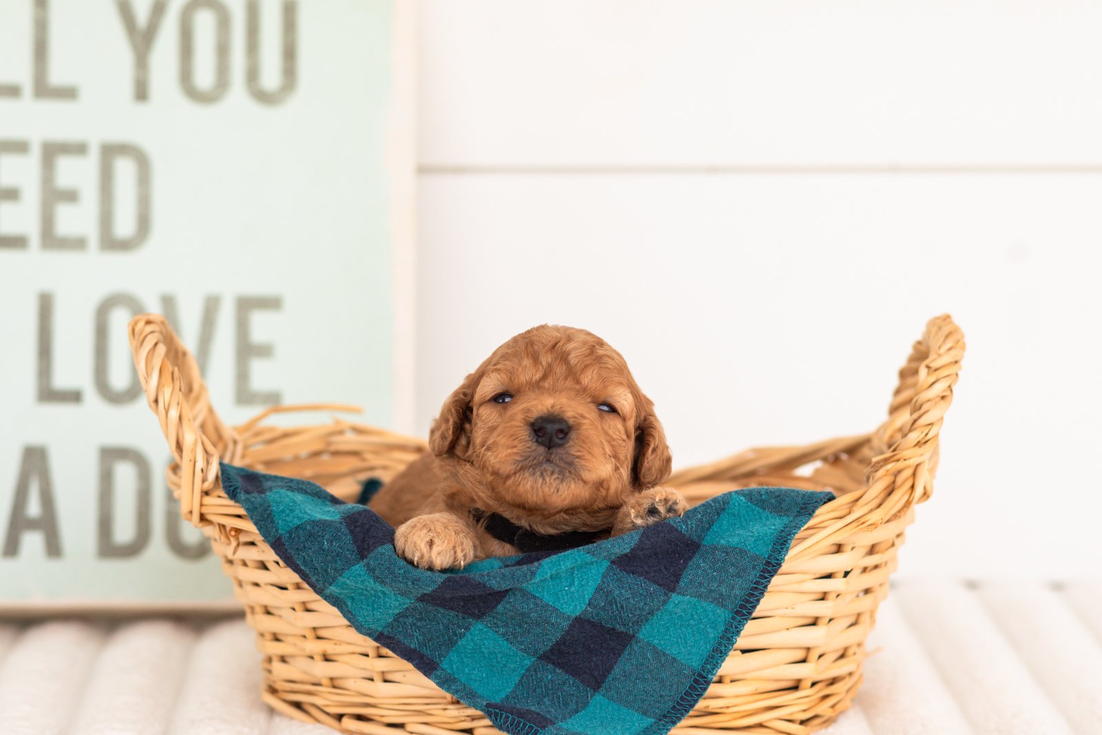Corduroy goldendoodle for sale(4).jpg