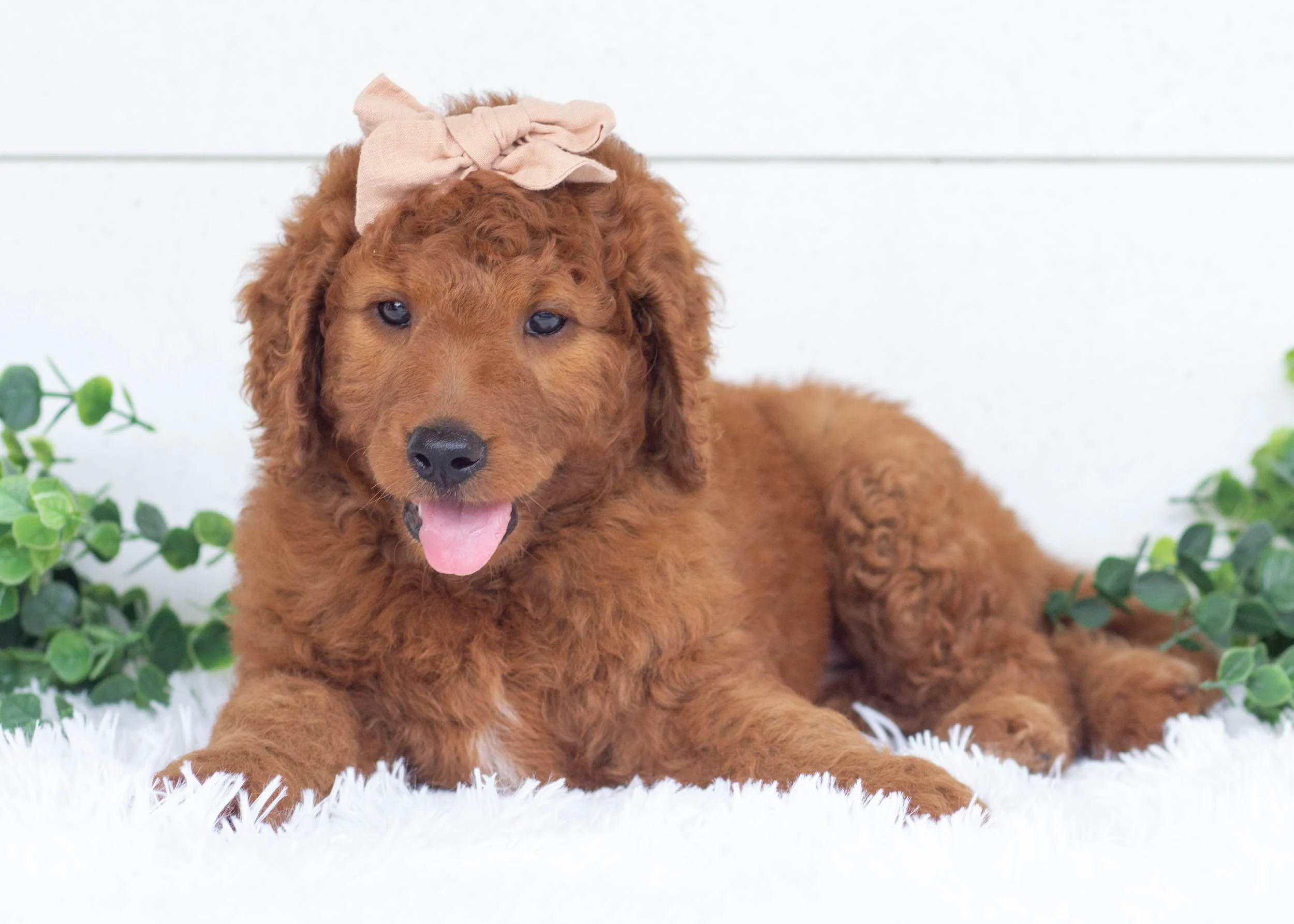 Reba Goldendoodle For Sale(1).jpg