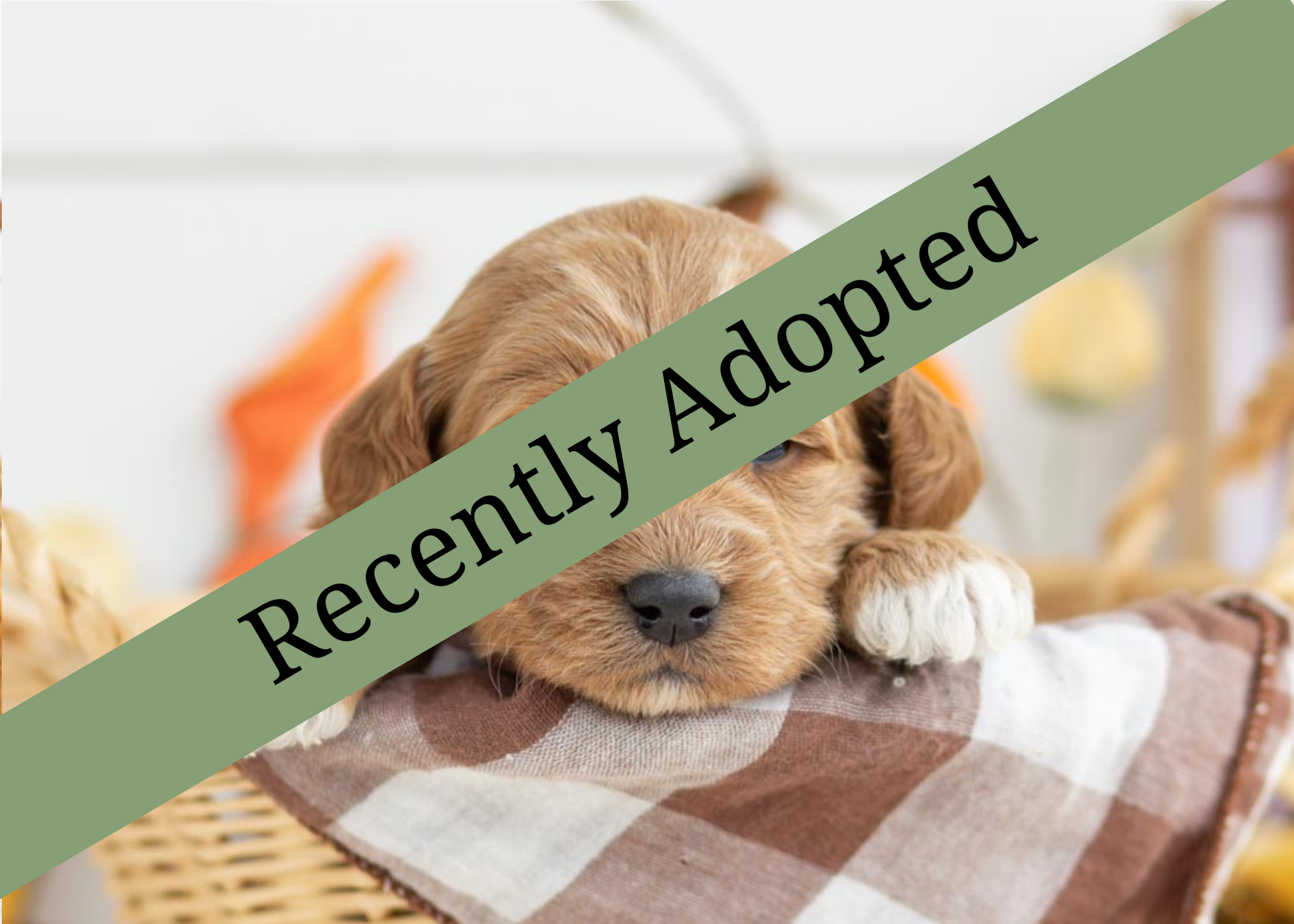 goldendoodle for sale