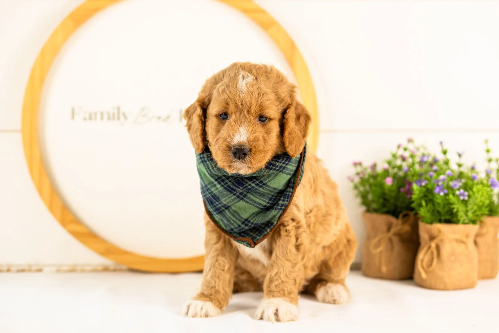 Brie goldendoodle for sale.jpg