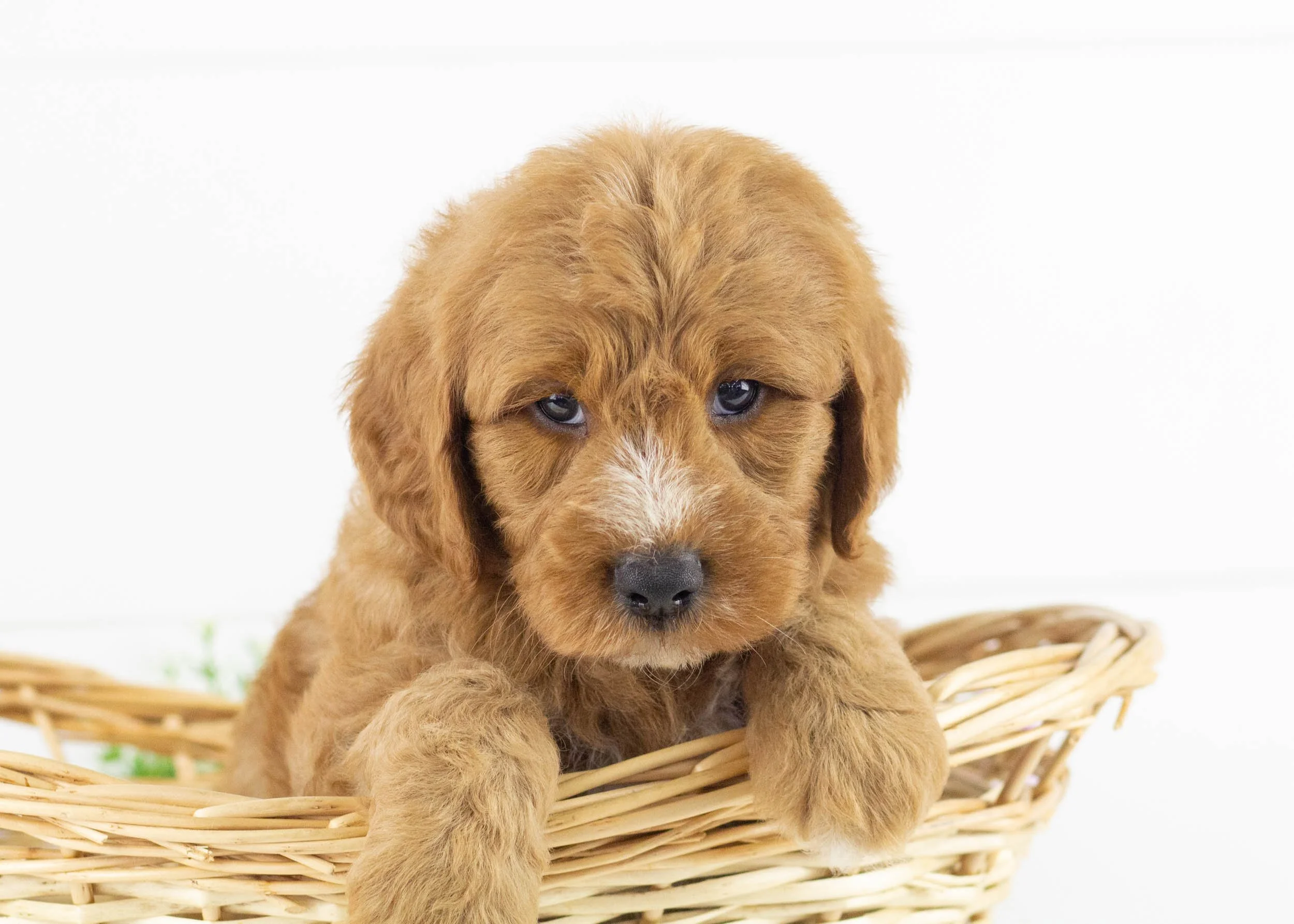 Cardinal goldendoodle for sale4.jpg