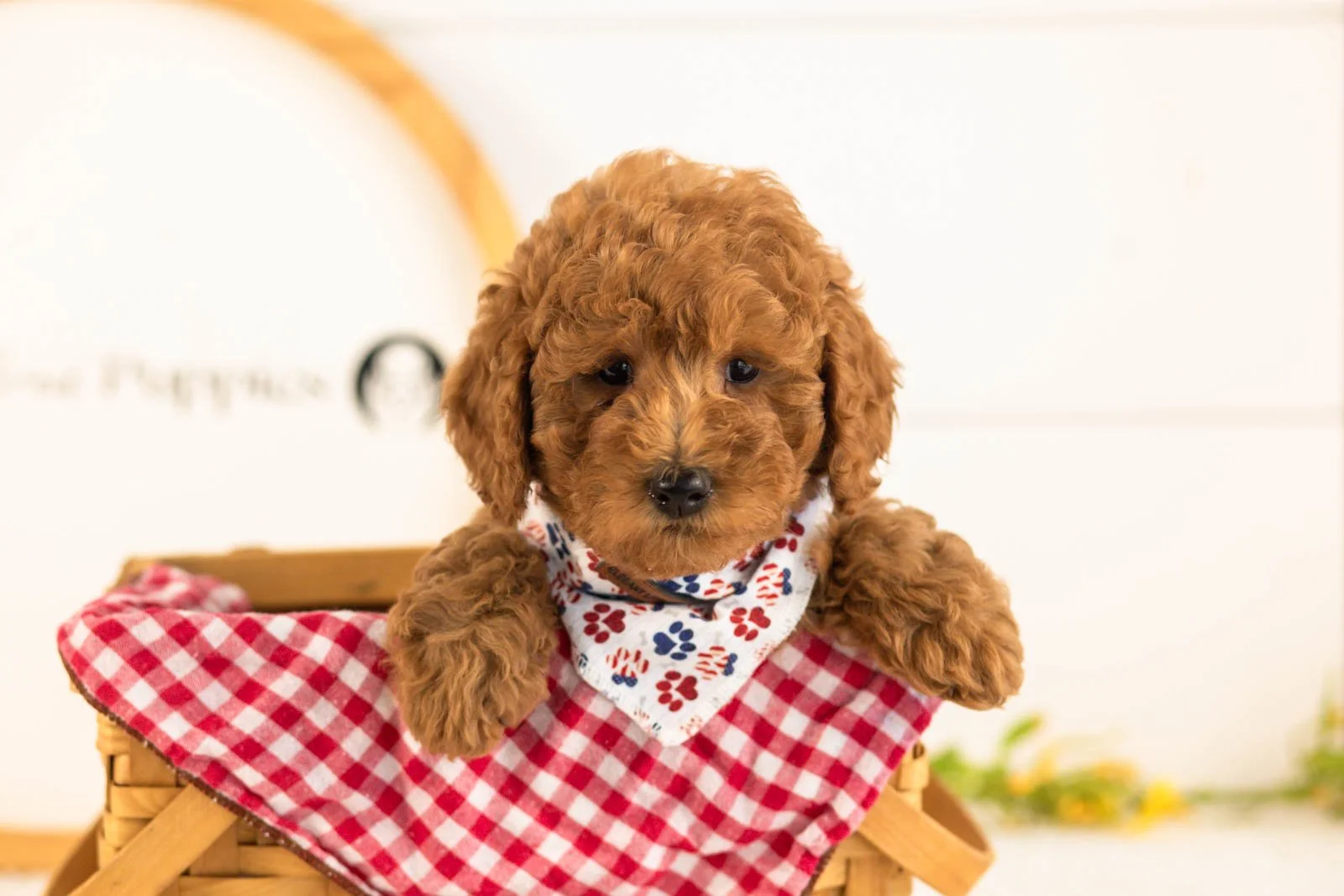 Jerry goldendoodle for sale(4).jpg
