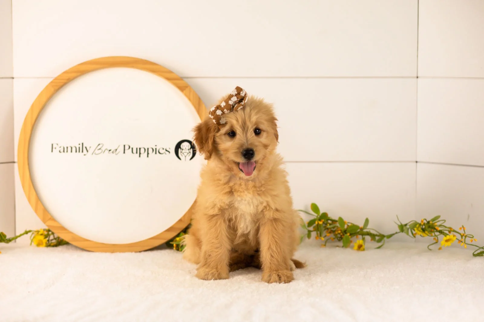 Eva goldendoodle for sale.jpg