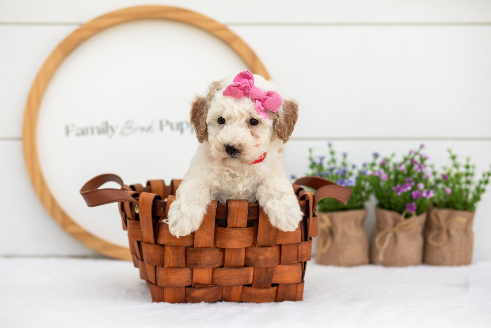 Marcia goldendoodle for sale(4).jpg