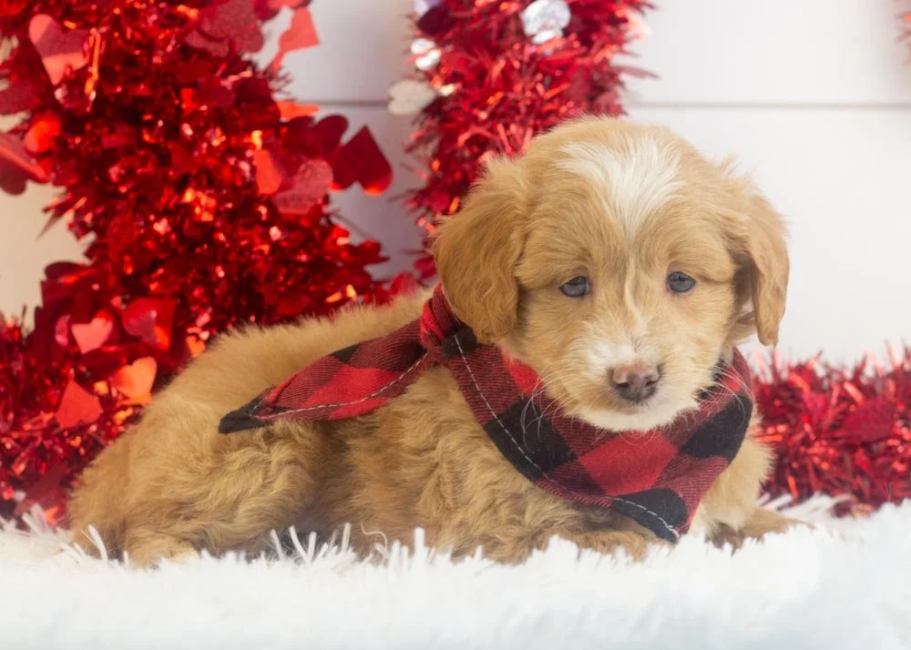 Rhett goldendoodle for sale(3).jpg